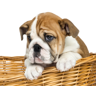 Close-up of an English Bulldog Puppy, 2 months old, in a wicker basket, isolated on white
